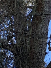 Dendrobium teretifolium