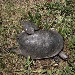 Chelodina longicollis