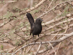 Cercotrichas podobe