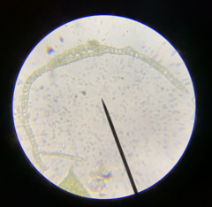 Dicranum pallidisetum