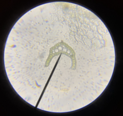 Dicranum pallidisetum