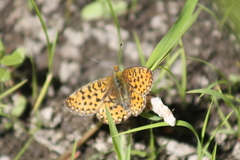 Boloria