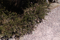 Boronia