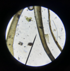 Dicranum pallidisetum