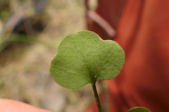 Cardamine forsteri