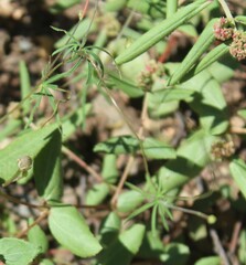 Ipomoea ternifolia ternifolia