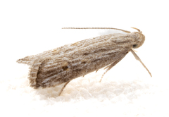 Helcystogramma chambersella
