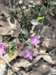 Boronia crenulata