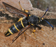 Paranthrene tabaniformis