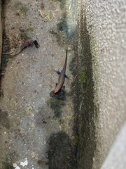 Eutropis