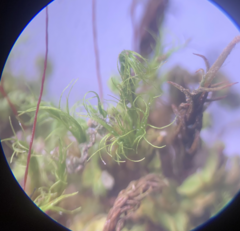 Trichodon cylindricus