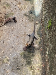 Eutropis