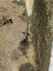 Eutropis