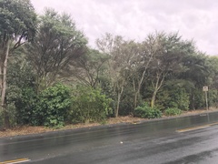 Piper excelsum excelsum