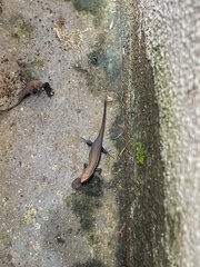 Eutropis