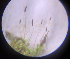 Trichodon cylindricus