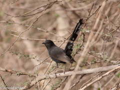 Cercotrichas podobe