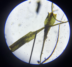 Trichodon cylindricus