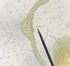 Trichodon cylindricus