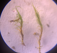 Trichodon cylindricus