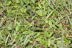 Schistocerca americana