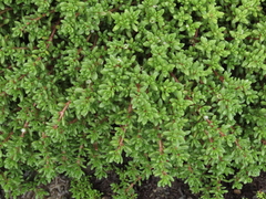 Crassula moschata
