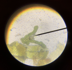 Racomitrium occidentale