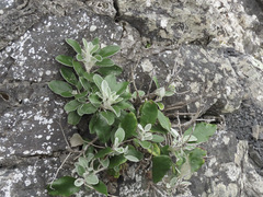 Brachyglottis greyi
