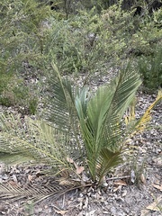 Macrozamia