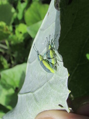 Chlorophanus viridis