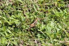 Schistocerca americana