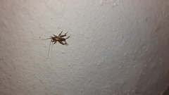 Gryllodes sigillatus