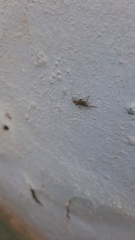 Gryllodes sigillatus