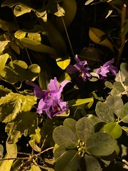 Cattleya lueddemanniana