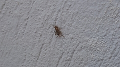 Gryllodes sigillatus