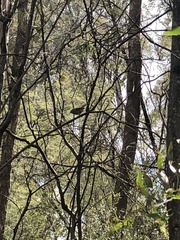 Sericornis frontalis