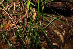Cyperus tetraphyllus