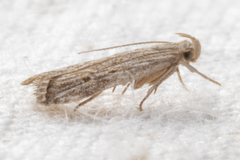 Helcystogramma chambersella
