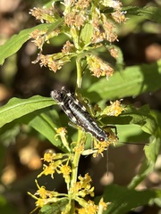 Booneacris glacialis