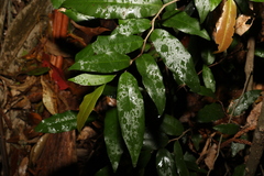 Meiogyne stenopetala