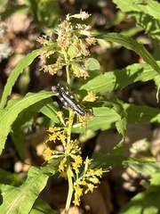 Booneacris glacialis