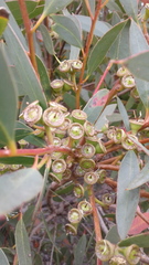 Eucalyptus diversifolia diversifolia
