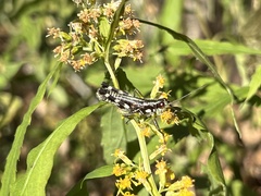 Booneacris glacialis