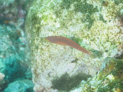 Pseudojuloides splendens