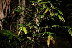 Meiogyne stenopetala