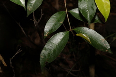 Syzygium crebrinerve