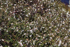 Leptospermum scoparium