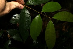 Syzygium crebrinerve