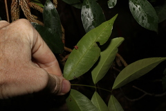 Syzygium crebrinerve