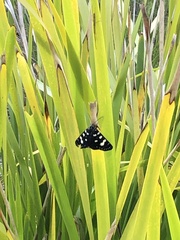 Phalaenoides tristifica